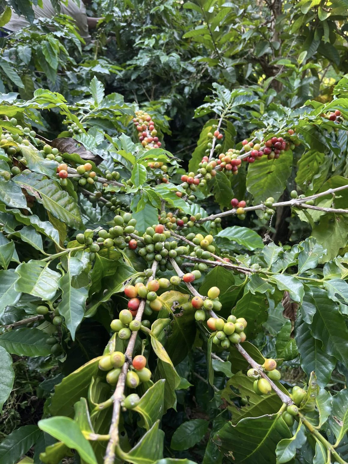 When is coffee harvested